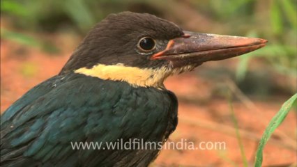 2517.Stork billed Kingfisher in Panna