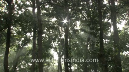 2520.Teak forest in Corbett