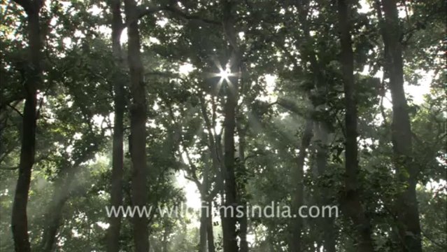 2520.Teak forest in Corbett