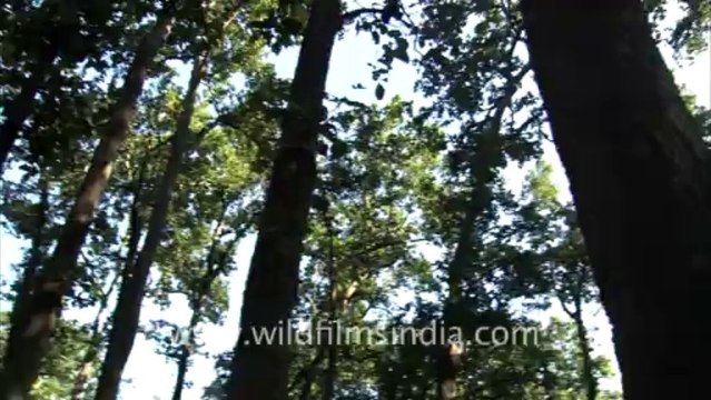 2522.High Bank forest at Corbett...