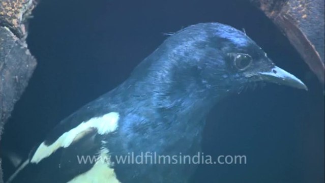 2525.Magpie Robin chicks in nest, Panna