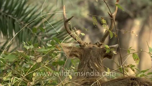 2585.Sambhar in Sariska