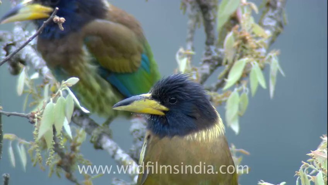 2599.Himalayan Barbets