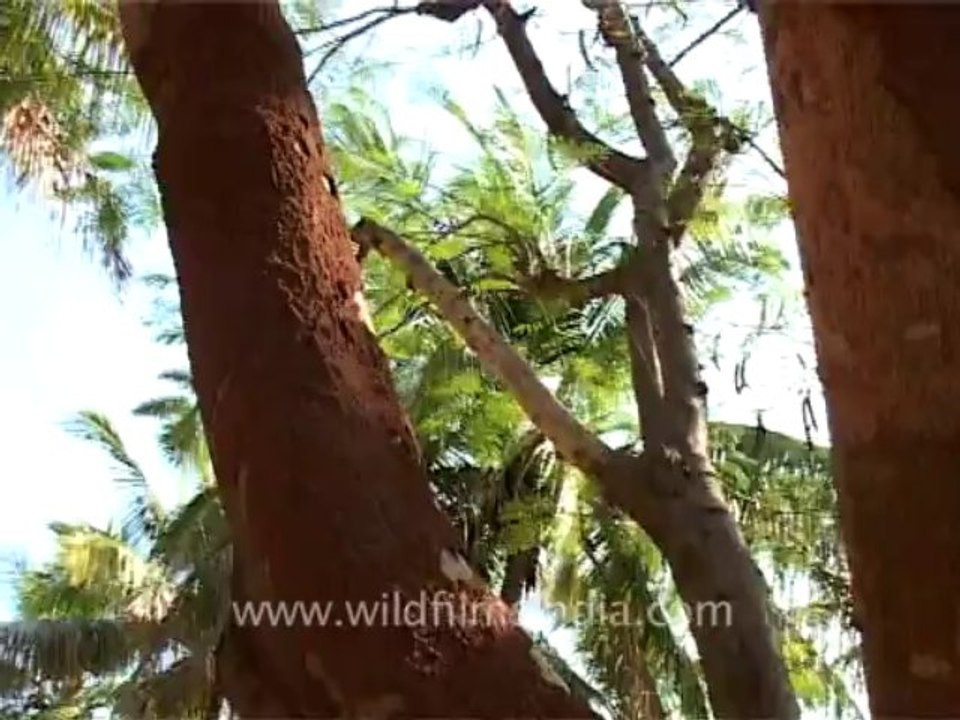2620.Tree with termite infestation