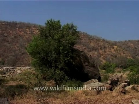 2621.Cauvery wildlife Sanctuary, Karnataka