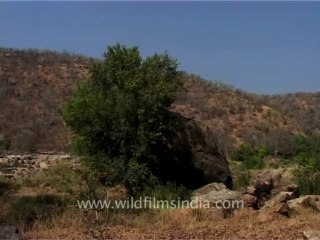 2621.Cauvery wildlife Sanctuary, Karnataka