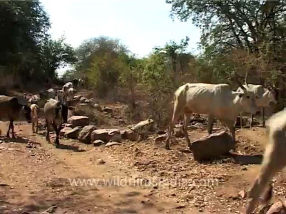 2625.Herd of cows and oxen in Karnataka
