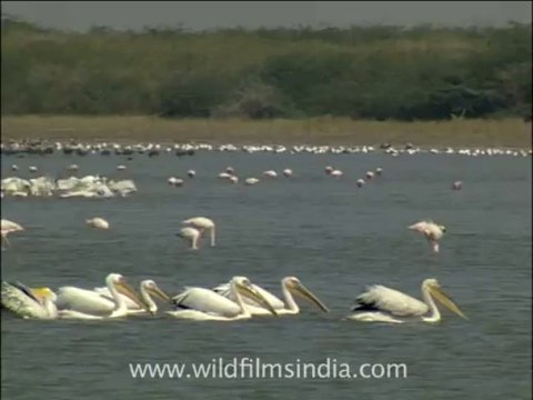 2657.Dalmatian Pelicans(Pelecanus crispus)
