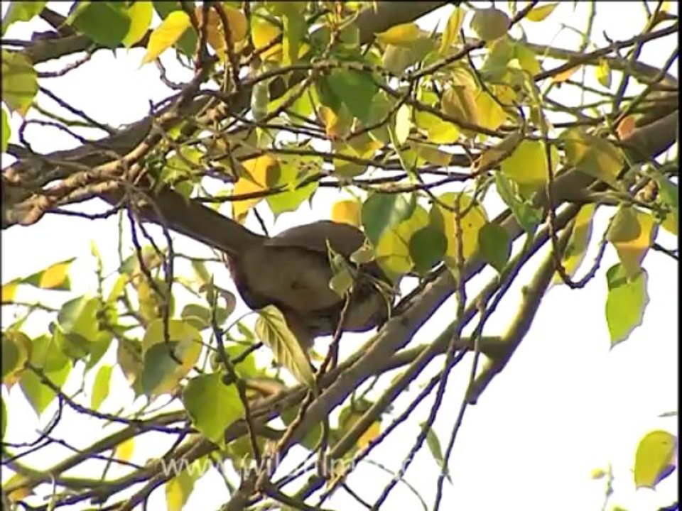 2673.Grey Hornbill
