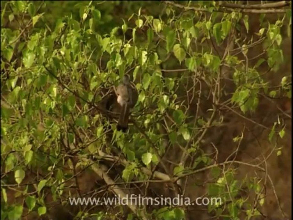 2679.Indian grey hornbill