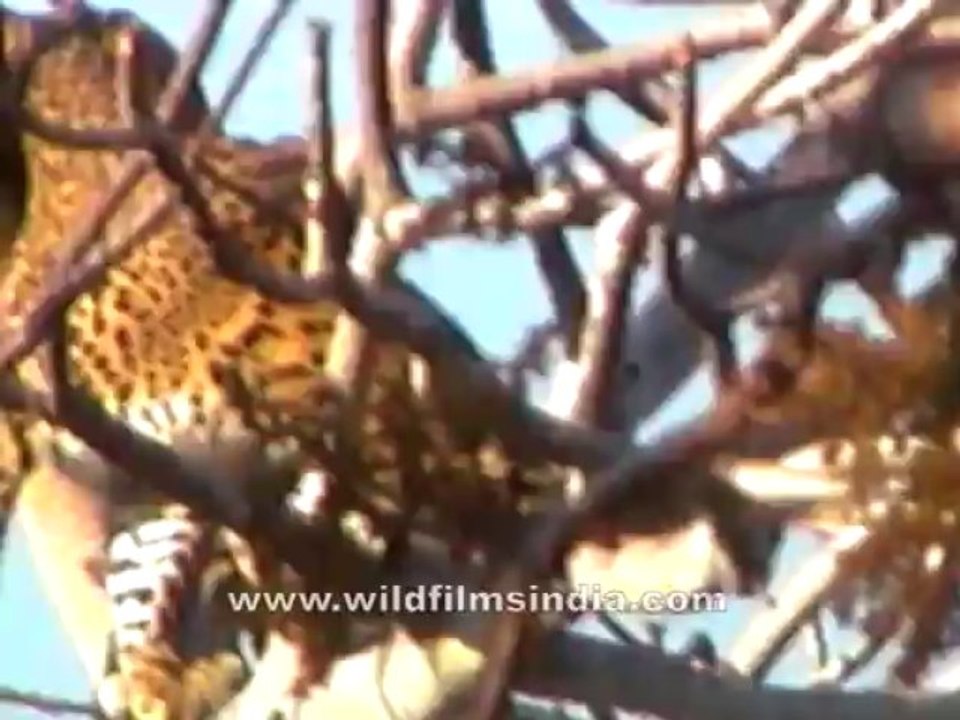 2737.Panther atop a tree!