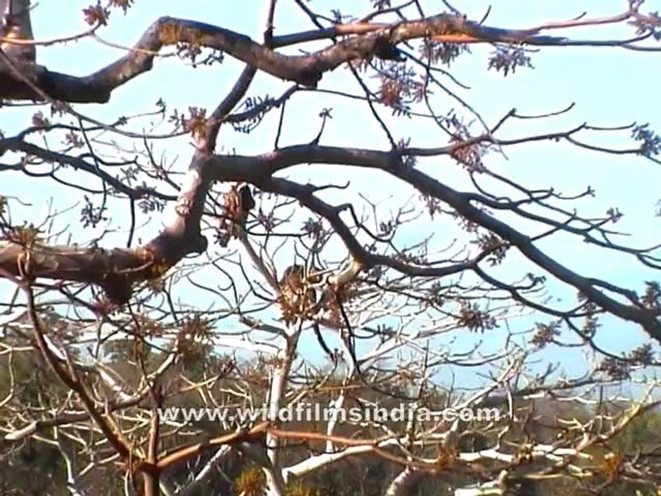 2738.Leopard fighting - rare video!