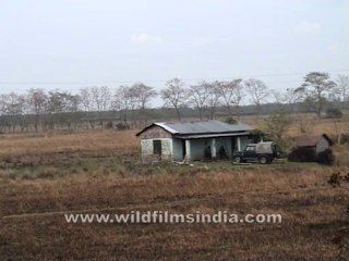 2742.Animals graze grass in field
