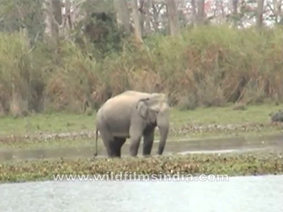 2742.Elephant drinking water, Assam