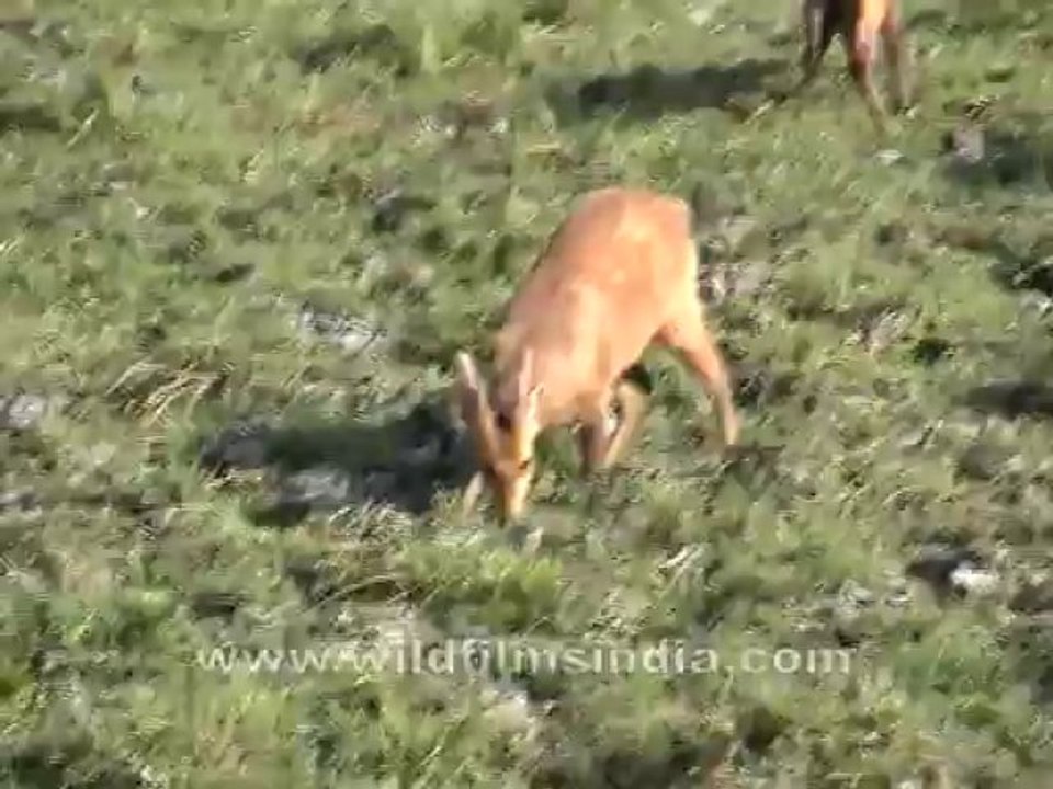 2745.Barasingha herd in Kaziranga