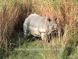 2746.Indian Rhinoceros (Rhinoceros unicornis)
