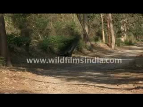 2757.Indian Peafowl (Pavo cristatus) dancing