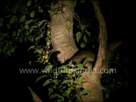 2753.Civet cat on a Ficus tree!