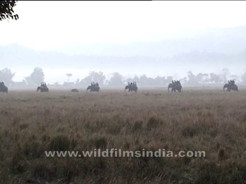 2758.Elephant safari in Kaziranga National Park, Assam