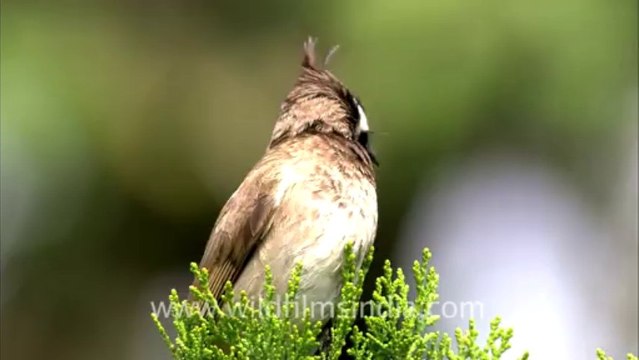 2787.White-cheeked Bulbul ( Pycnonotus leucogenys )