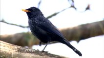 2789.Himalayan Whistling Thrush in Ranikhet