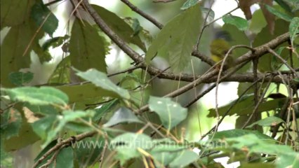 2792.Grey headed Flycatcher