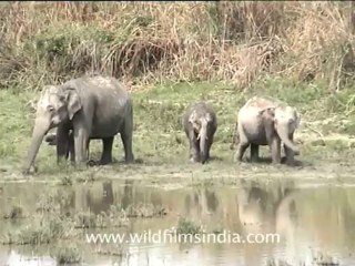 2794.Elephants appoaching a beel for a drink!