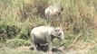 2795.Elephants in Kaziranga National Park