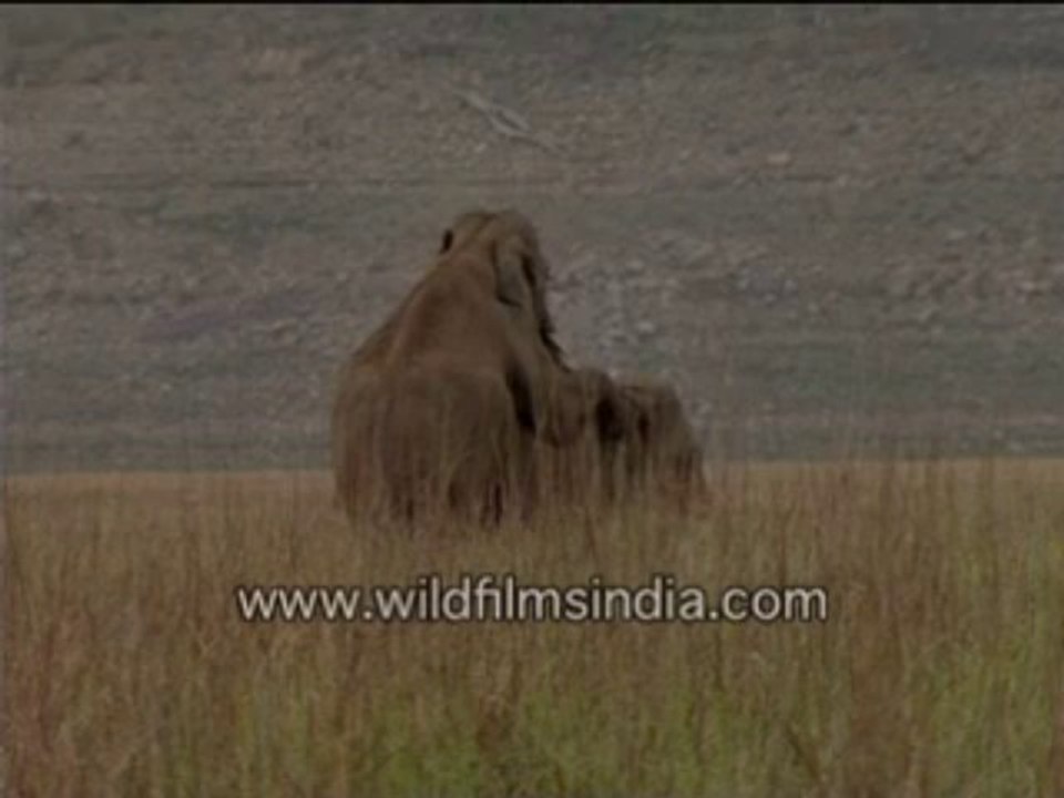 313.Elephant sex in the Himalayan foothills...