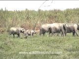 2799.Herd of elephants in Assam forest