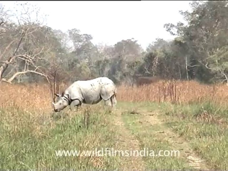2801.Rhino in Assam's Kaziranga Park