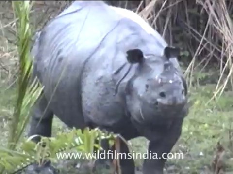 2802.Indian Rhino, Assam