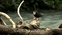 2806.White-breasted Dipper on the Teesta river!
