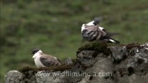 2809.Pair of snow pigeon (Columba leuconota)