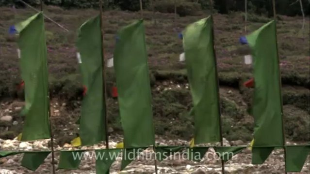 2814.Prayer flags in Sikkim, India