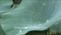 282.Droplets of water on lotus leaves