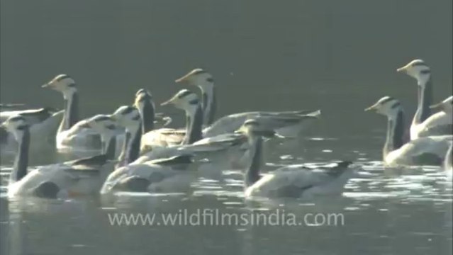 2827.Bar-headed Geese at Tehla, Sariska National Park