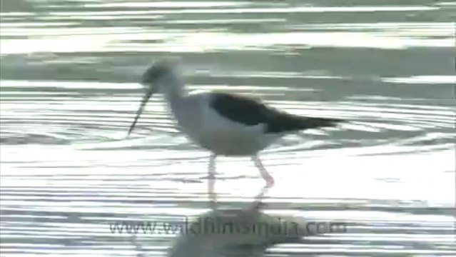 2830.Black-winged Stilt