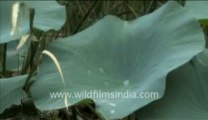 283. Water droplets falling on lotus leaves