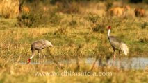 2831.Sarus Cranes trumpeting gloriously!