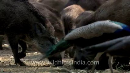 2834.Wild Boar feeding in the Aravallis!