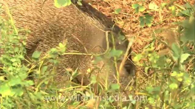 2838.Mother Boar suckling her piglets!