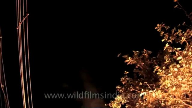 2849.Festival of Light - Diwali