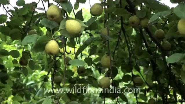 2879. Pears on a Tree