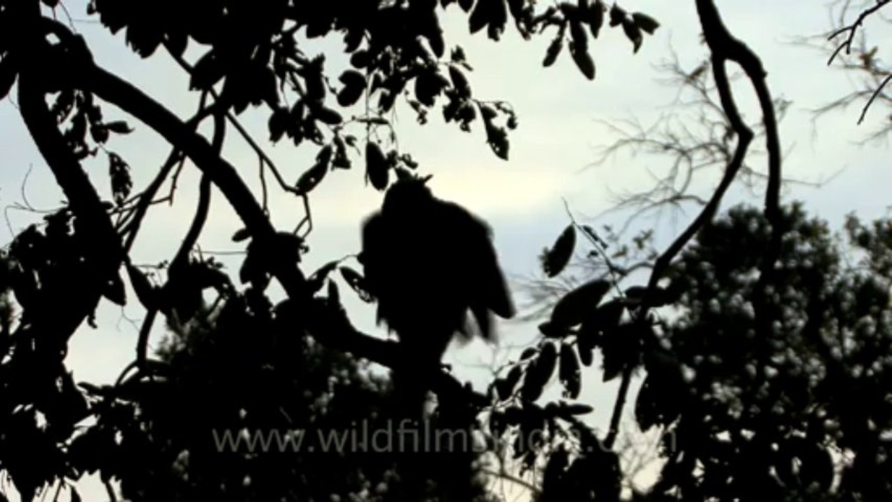 2881. Crested Hawk Eagle at Bandhavgarh