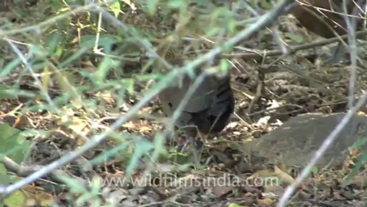 2883. Red Junglefowl