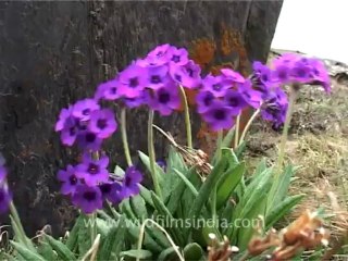 2889. Expedition garbage in Nanda Devi santuary