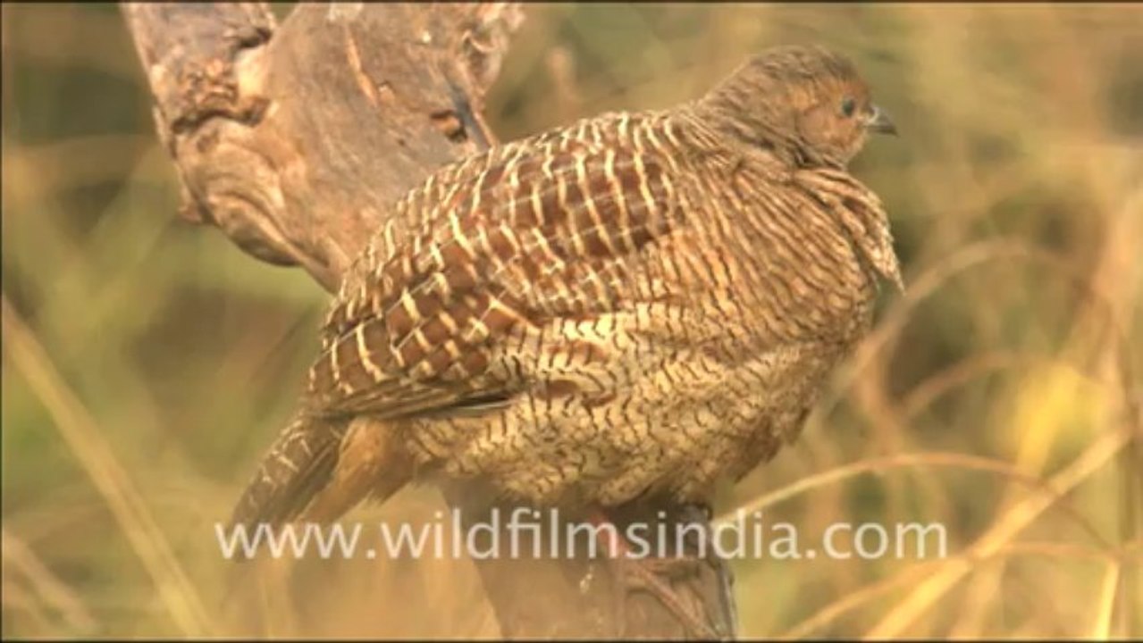2894. Sambar hind quenching her thirst