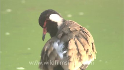 2900.Red Wattled Lapwing in Sariska