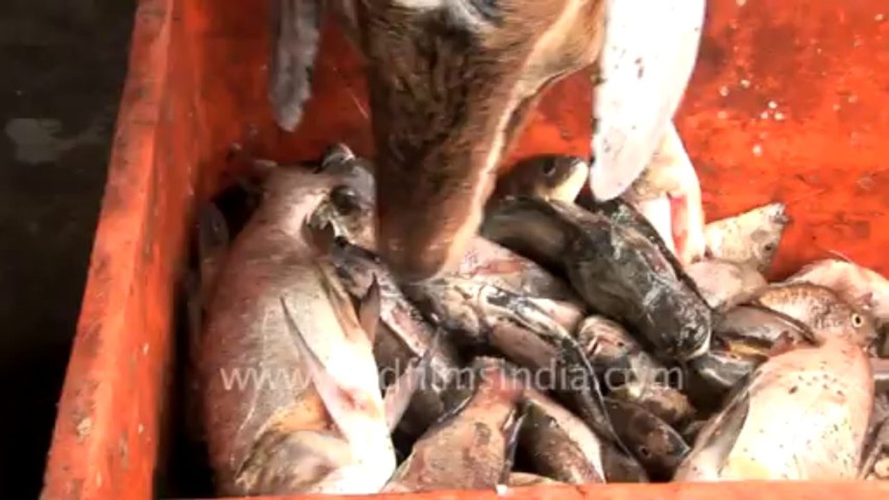 2912,Goat feeding on fish